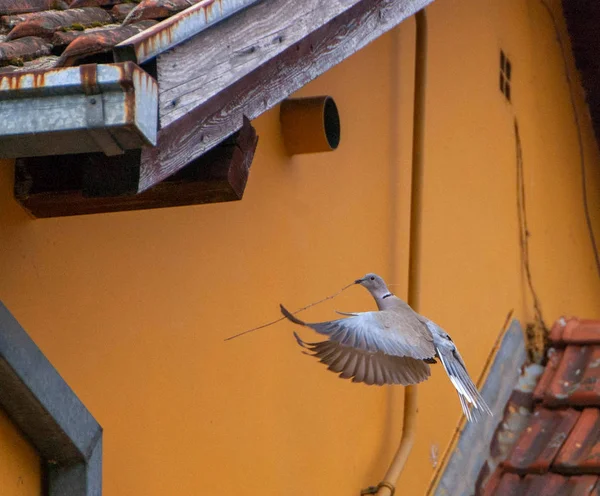 Gagası bir dal ile uçan güvercin — Stok fotoğraf