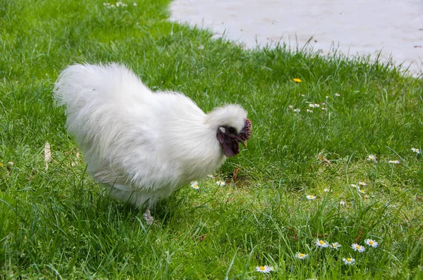 El gallo de seda — Foto de Stock