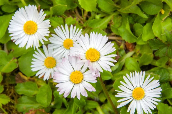 Schöne Gänseblümchenblümchen — Stockfoto