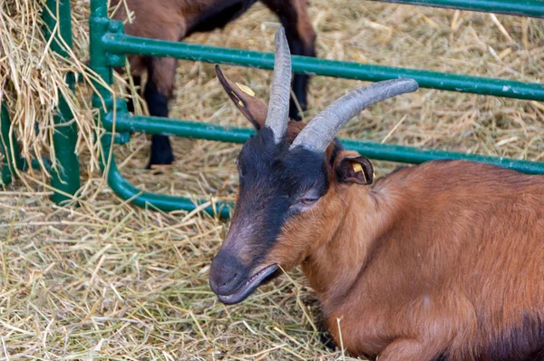 Goat in cattle pen — Stock Photo, Image