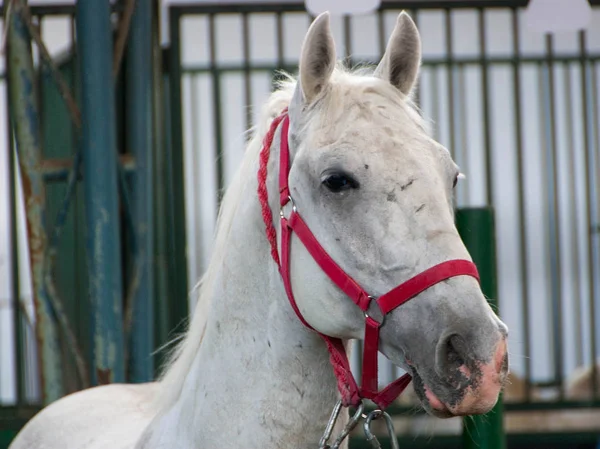 Portret piękny koń — Zdjęcie stockowe