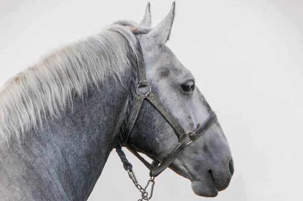 Porträtt av vackra häst — Stockfoto