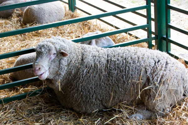 Owce na targach — Zdjęcie stockowe