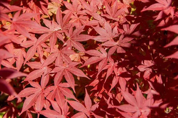De bladeren van de rode Japanse esdoorn — Stockfoto