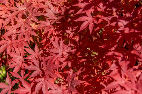 De bladeren van de rode Japanse esdoorn — Stockfoto