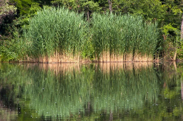 Тростину в озері — стокове фото