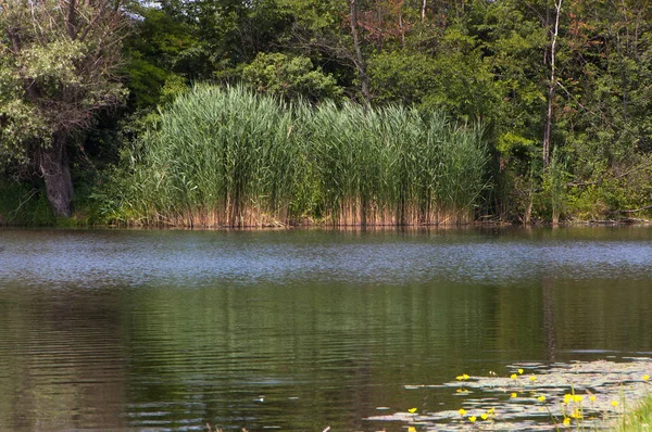 Junco no lago — Fotografia de Stock