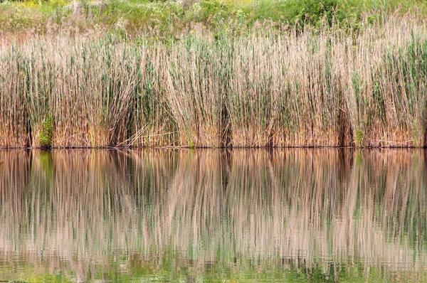 湖の中のリード — ストック写真