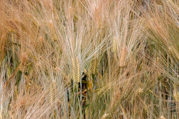小麦的字段 — 图库照片