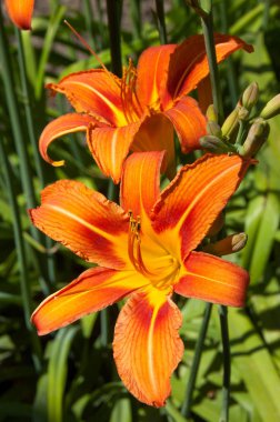 Turuncu lily çiçek