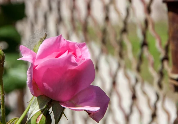 बगीचे में गुलाबी गुलाब — स्टॉक फ़ोटो, इमेज