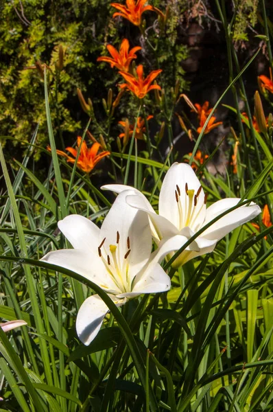 Weiße Lilienblüte — Stockfoto