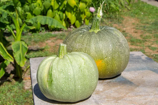 Two round zucchinis — Stock Photo, Image