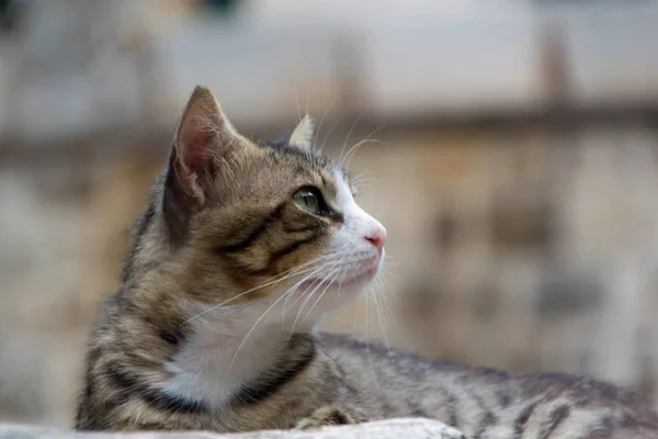 Kot domowy — Zdjęcie stockowe