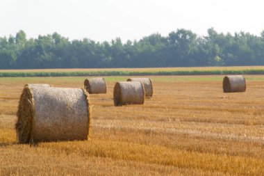 saman balyaları tarlada