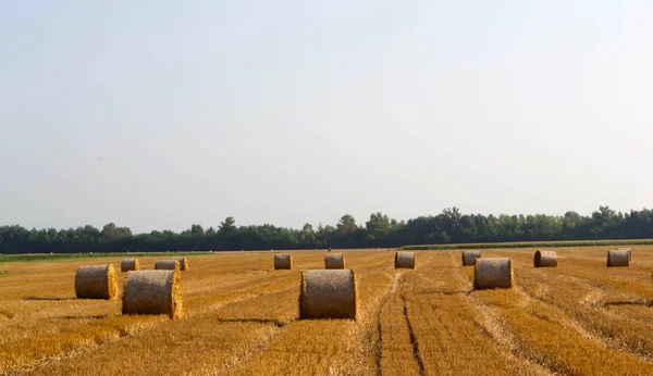Hay bales in field — Stock Photo, Image