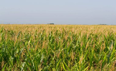 Mısır, Mısır alan