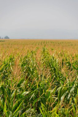 Mısır, Mısır alan