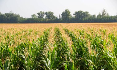 Mısır, Mısır alan