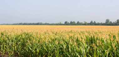 Mısır, Mısır alan