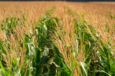 Mısır, Mısır alan