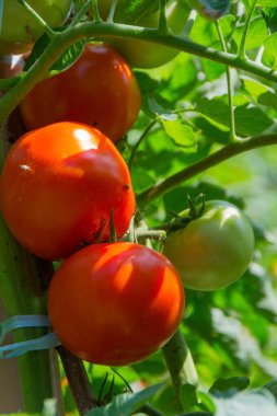Domates bahçede.