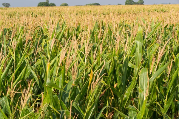 Corn, field of corn — Stock Photo, Image