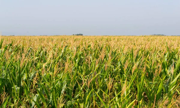 Mısır, Mısır alan