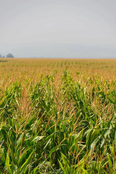 Mısır, Mısır alan