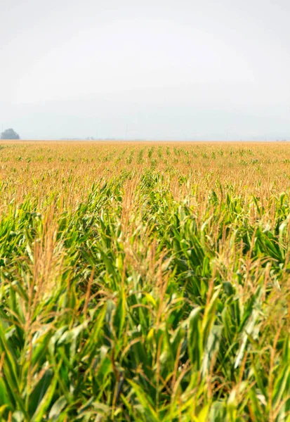 Corn, field of corn — Stock Photo, Image