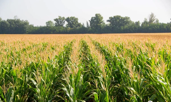 Mısır, Mısır alan