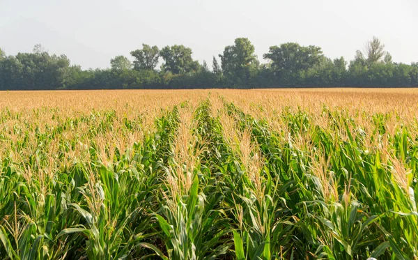 Corn, field of corn — Stock Photo, Image