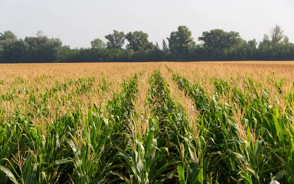 Corn, field of corn — Stock Photo, Image
