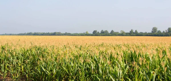 Mısır, Mısır alan