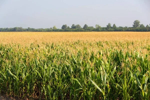 Corn, field of corn — Stock Photo, Image