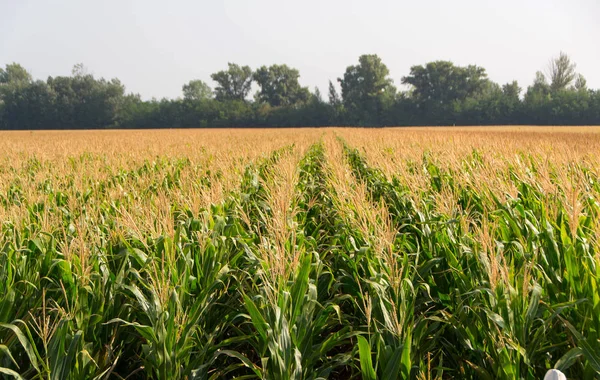 Corn, field of corn — Stock Photo, Image
