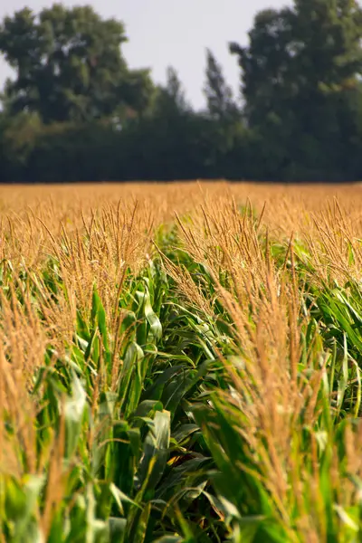 Mısır, Mısır alan