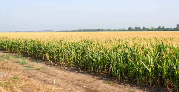 Mısır, Mısır alan