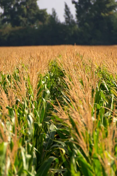 Corn, field of corn — Stock Photo, Image