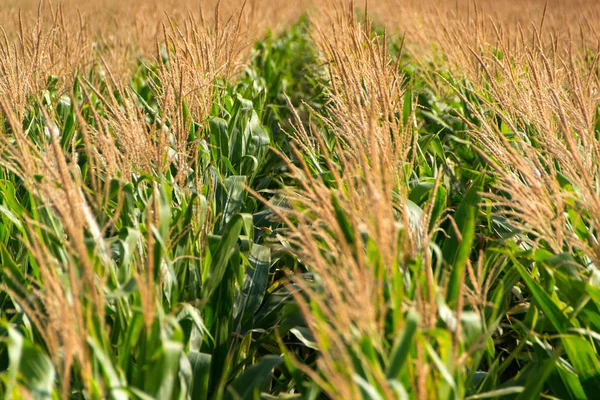 Corn, field of corn — Stock Photo, Image