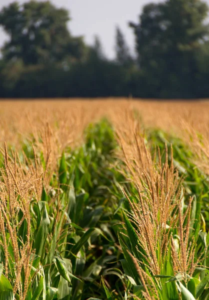 Corn, field of corn — Stock Photo, Image