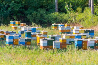 Arılar için renkli kuş Yuvaları