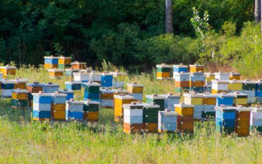 Arılar için renkli kuş Yuvaları