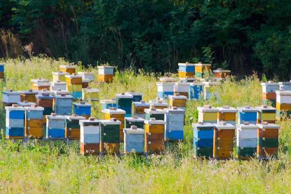 Arılar için renkli kuş Yuvaları