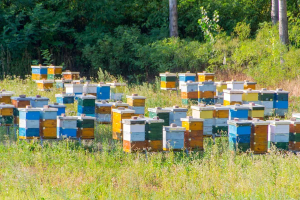 Arılar için renkli kuş Yuvaları
