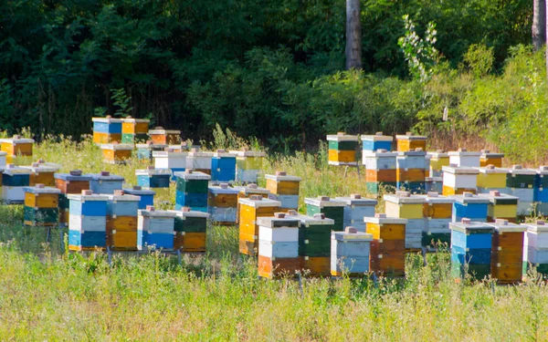 Arılar için renkli kuş Yuvaları