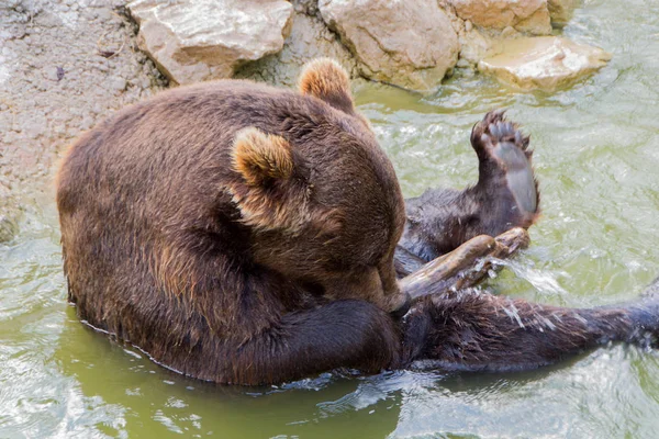 Europian brown bear — Stock Photo, Image