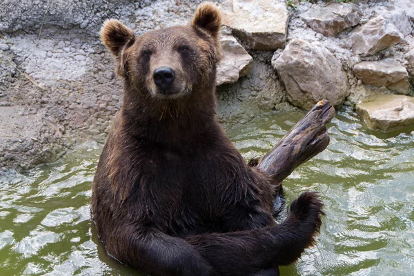 Orso bruno europio — Foto Stock