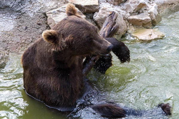 Europian brown bear — Stock Photo, Image