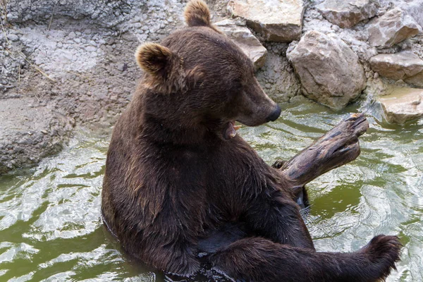 Europian brown bear — Stock Photo, Image